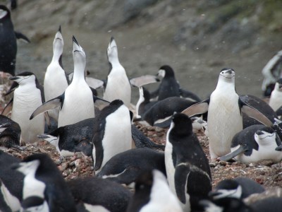 ANT_Chinstraps_Keith Turner_free