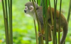 ECU_squirrelmonkey_iStock12814550_freewithcredit