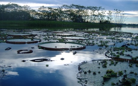 aqua-peru-iquitos-free-teb aqua-peru-iquitos-free-teb