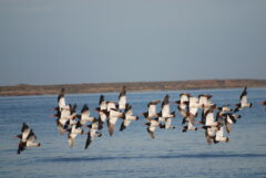 Argentina_Pen Valdes & Atlantic_Bahia Bustamante (10)