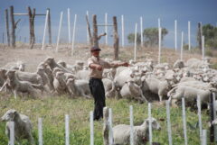 Argentina_Pen Valdes & Atlantic_Bahia Bustamante (12)