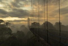 Canopy Walk – Sacha Lodge FOTO EM