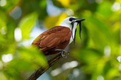 PAN_Boquete_bellbird_shutterstock_2291343933_11zon