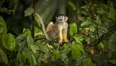 TRC SQUIRREL MONKEY BY PAUL BERTNER