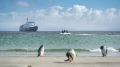 Falklands, Saunders Island