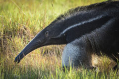 Giant Anteater