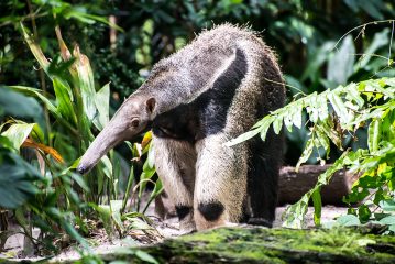 Giant Anteater