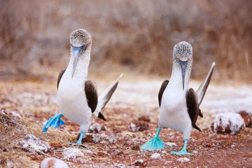 Blue footed booby, Galapagos