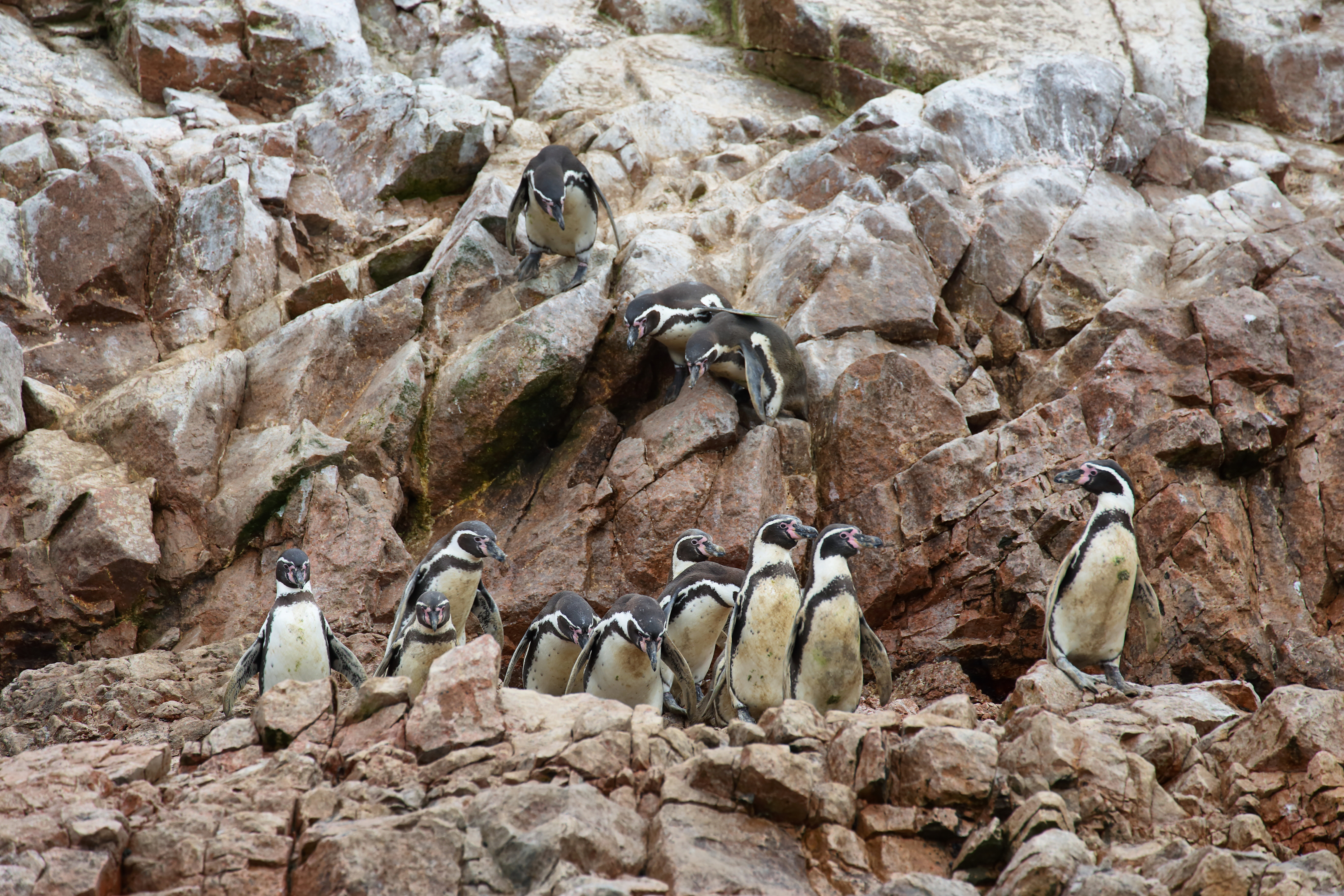 Humboldt,Penguin,In,Ballestas,Islands,,Peru