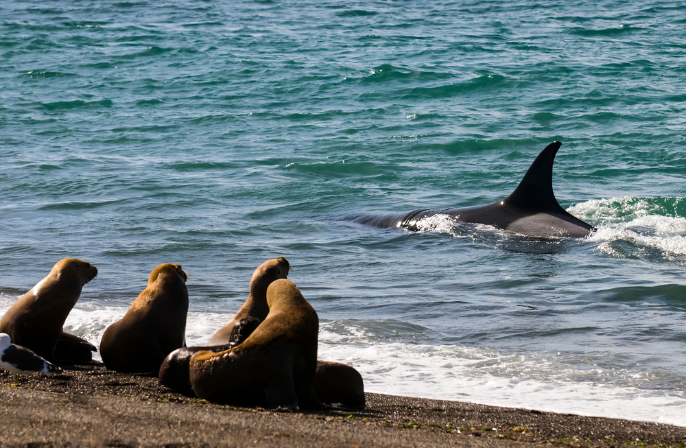 Orca attacking sea lions,Peninsula Valdes, Patagonia Argentina.