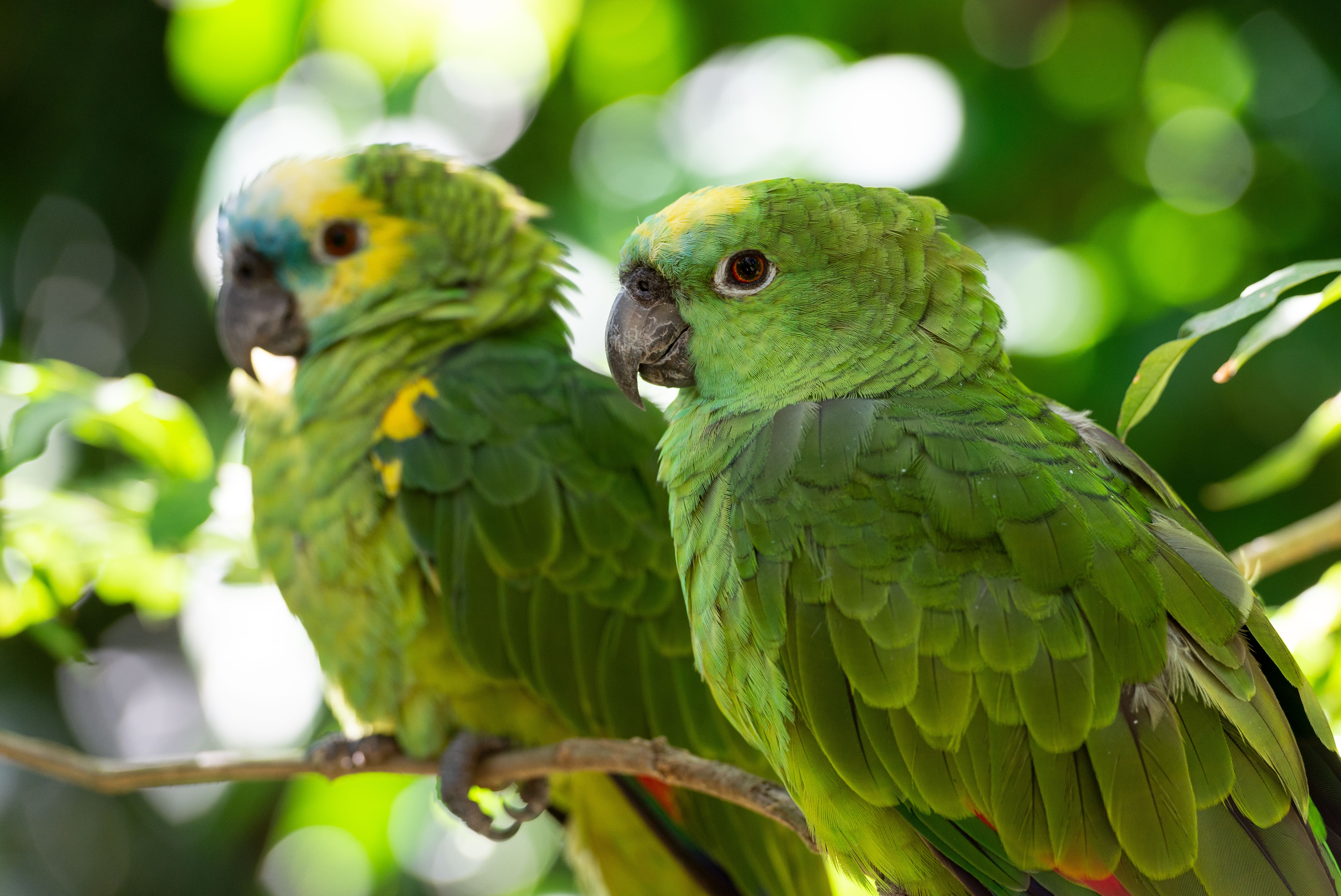 BOL_TurquoiseFrontedParrot_shutterstock_1707317218
