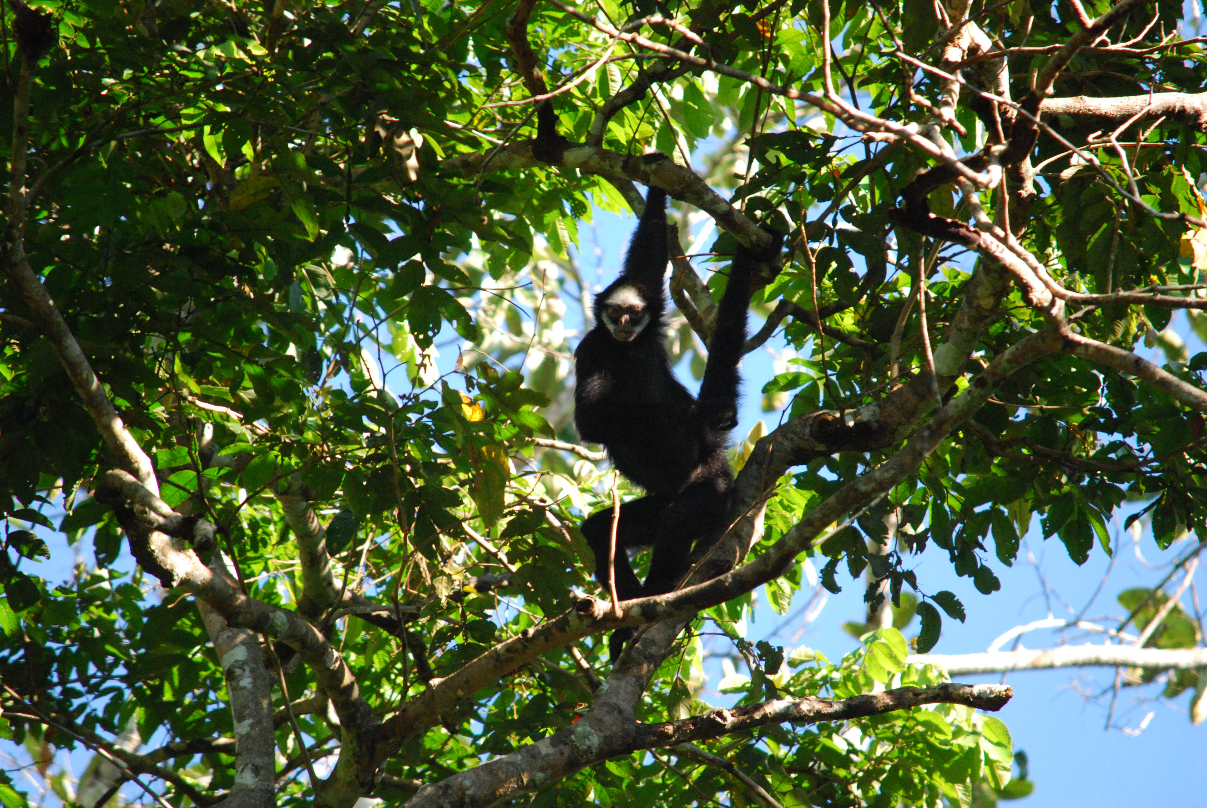 BRA_Amazon_SpiderMonkey_PWG_staff