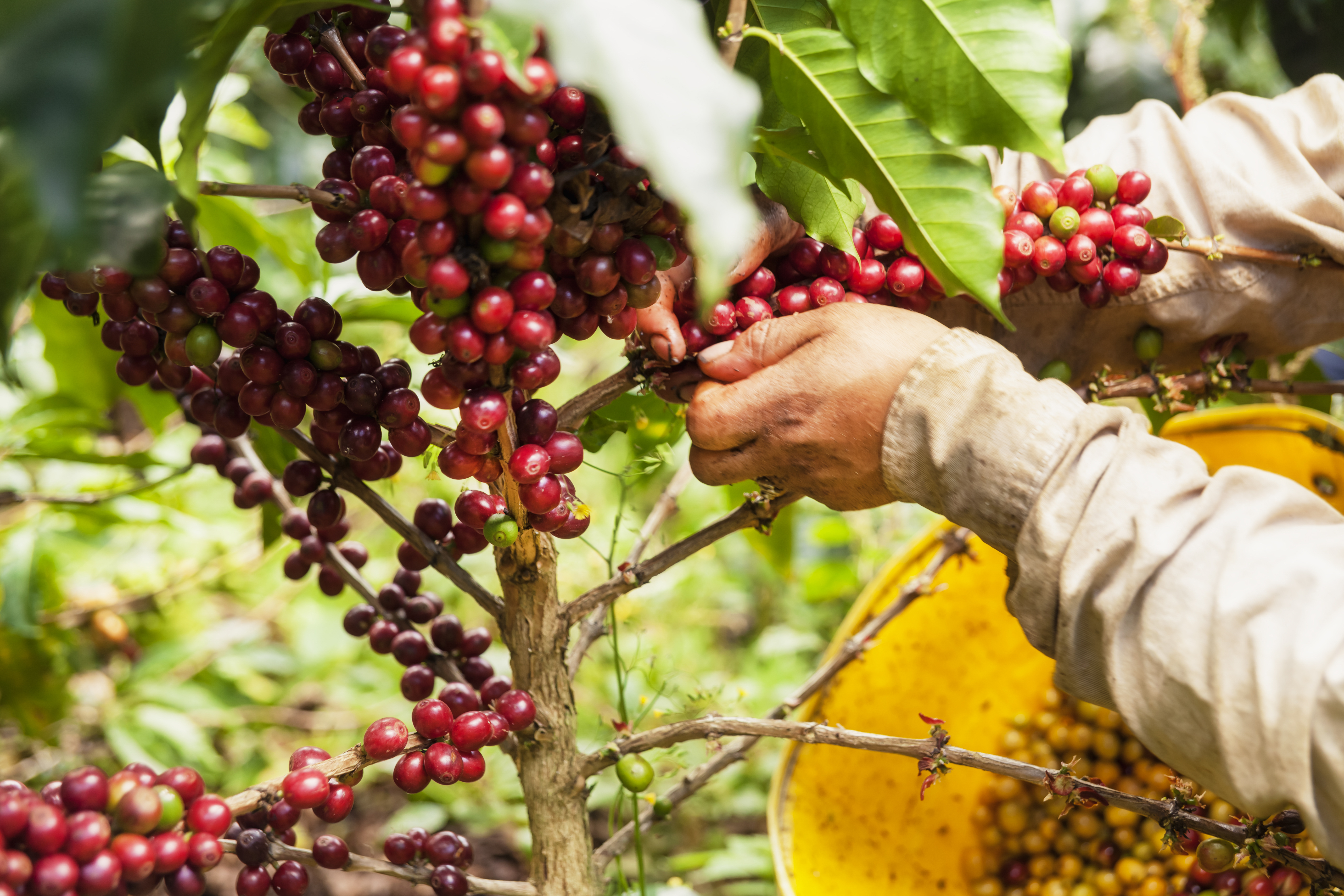Man picking coffee cherries