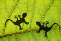 Shadows of lizards on a large leaf