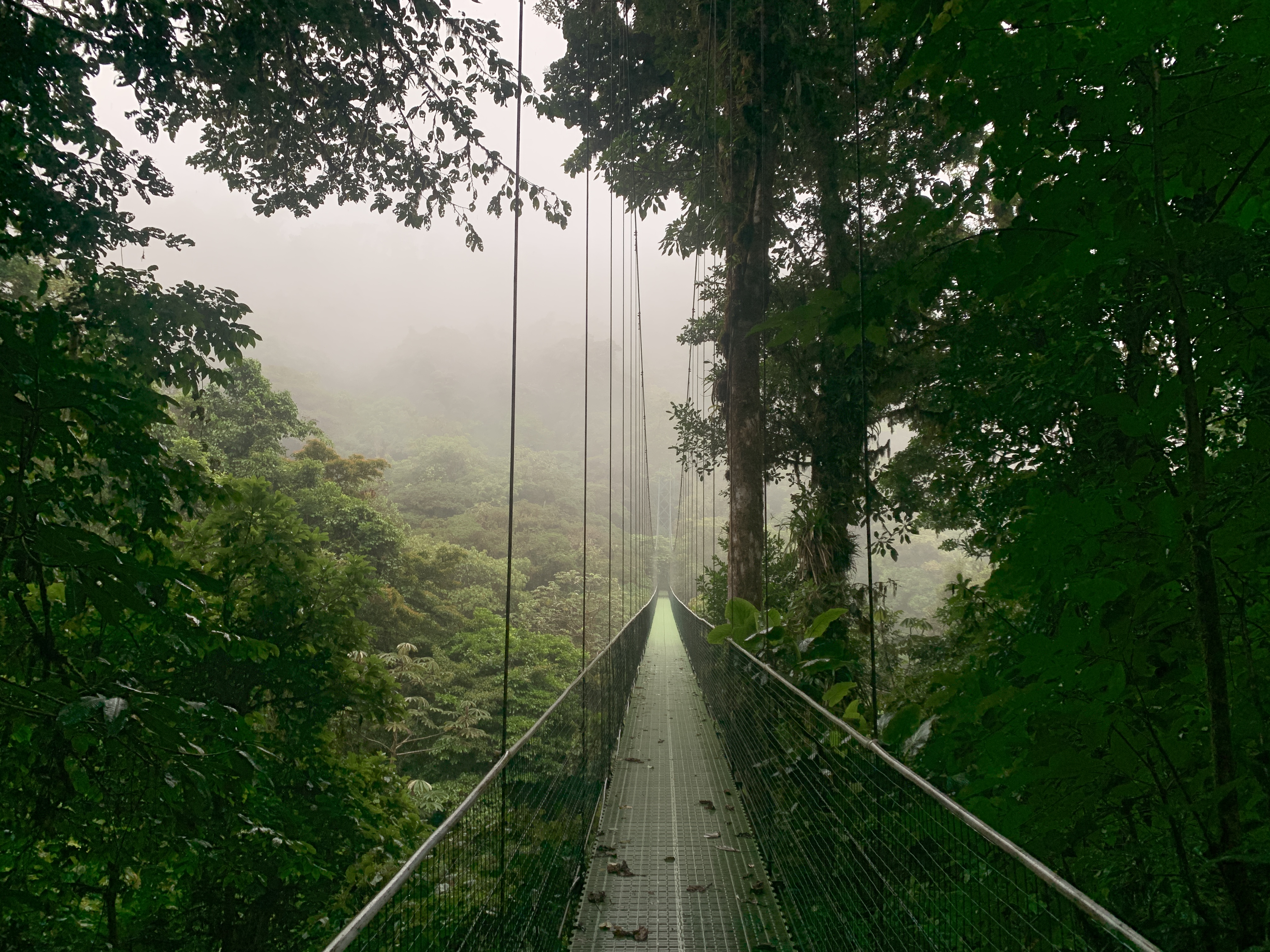 COS_Monteverde_HangingBridge_BZR_staff (2)