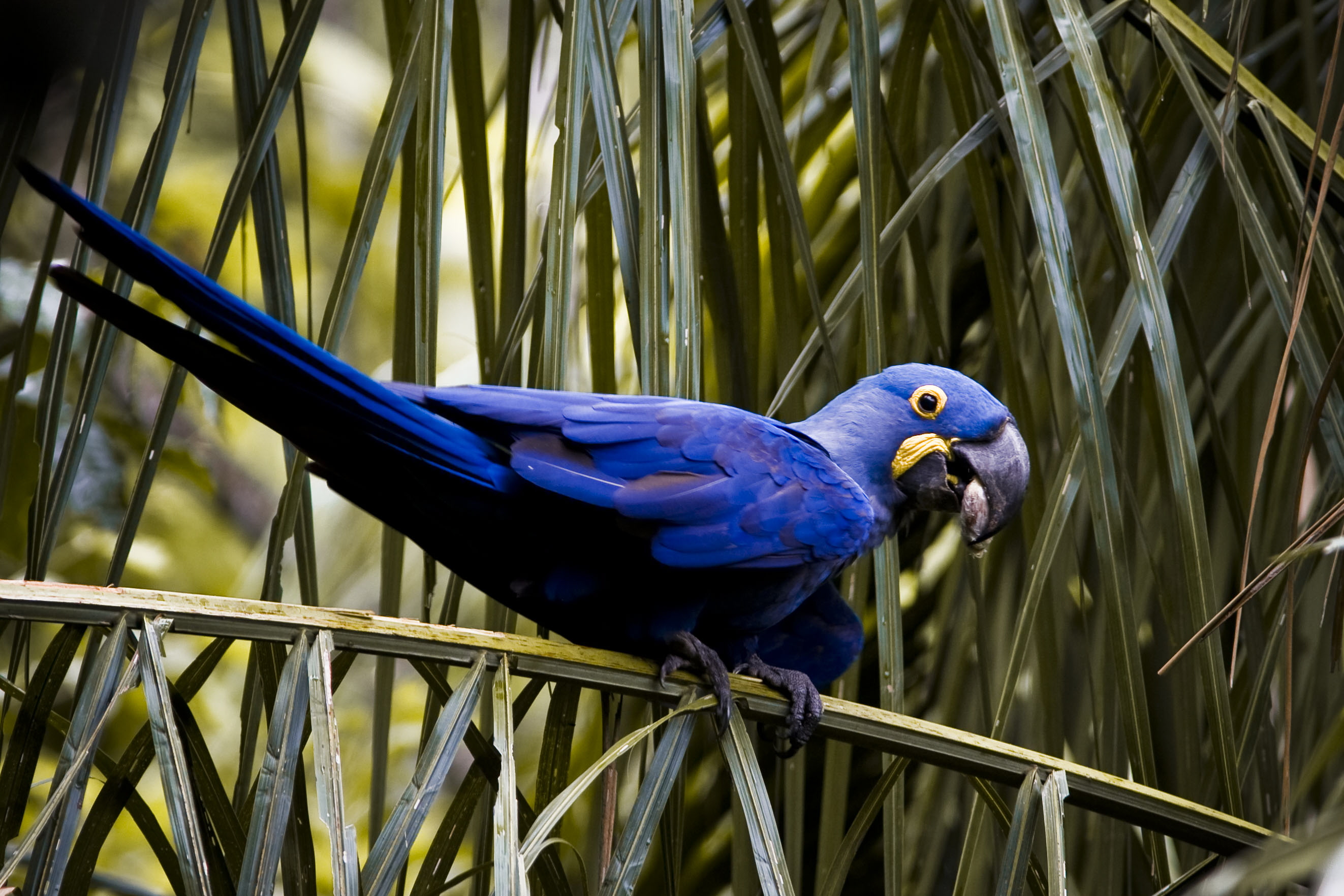 SM – Arara Azul – Hyacinth Macaw II – Copia