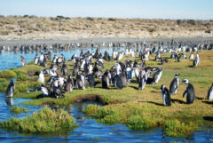 A large group of Magellanic penguins gathered beside the water in Argentina.