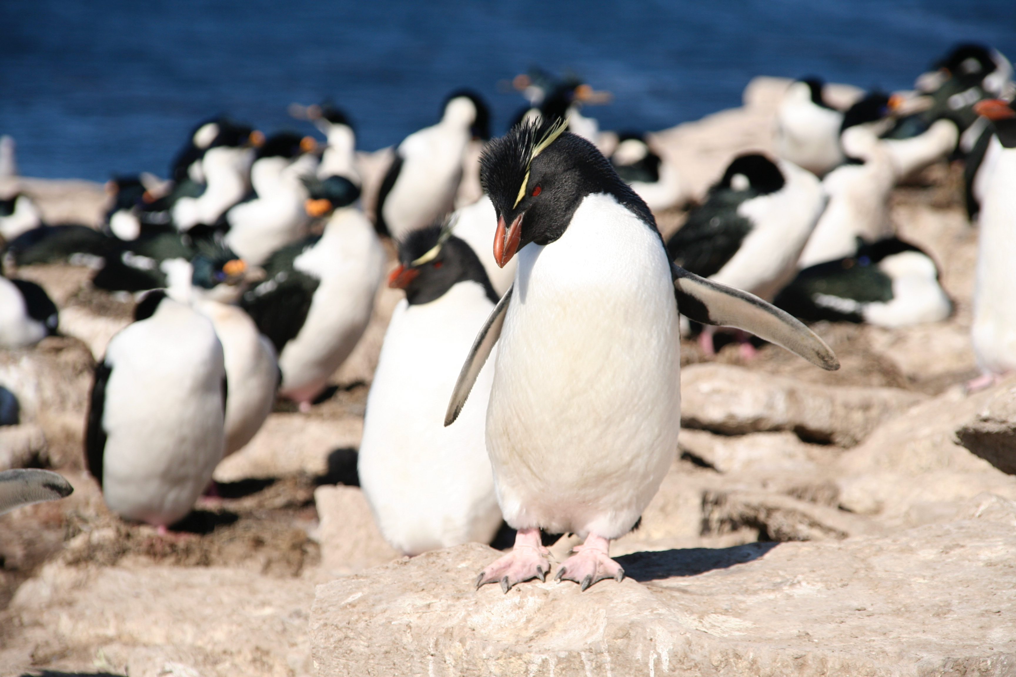 FAL_Pebble Island_Rockhopper Penguins_BL_1