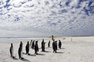Group of King Penguins