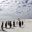 Group of King Penguins