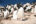 FAL_Pebble Island_Rockhopper Penguins_BL_1 (1)