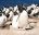 FAL_Pebble Island_Rockhopper Penguins_BL_1 (1)