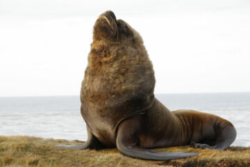 Falklands – Sea Lion Island – 001_old-male-sealion-vp-28-03-12-26