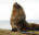 Falklands – Sea Lion Island – 001_old-male-sealion-vp-28-03-12-26
