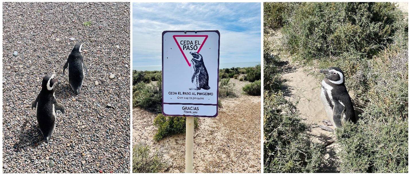 sophiepenguins sophiepenguins