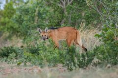 BRA_Trijuncao_Manedwolf_hotelowned