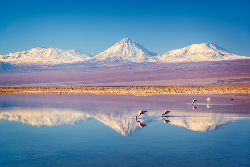 CHI_Atacama__LagunaChaxa_Shutterstock_1446098228