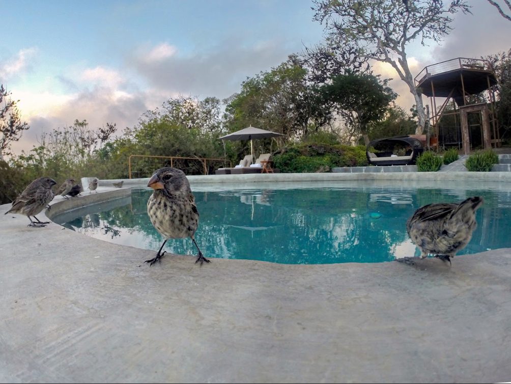 GPS_SafariCamp_hotelowned(1)