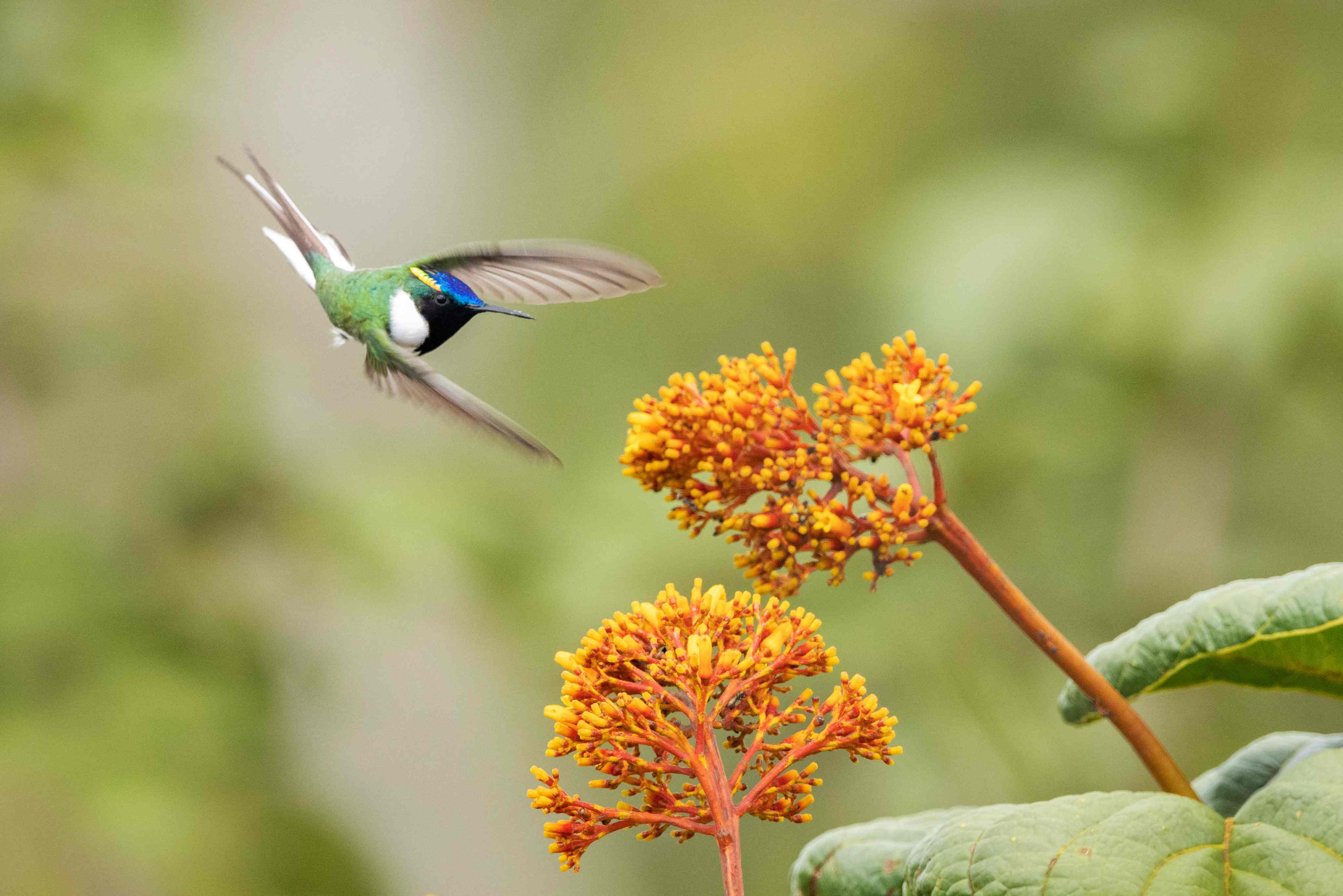 Trijuncao_Cerrado wildlife credit Vincius Rozendo Vianna (10)_11zon