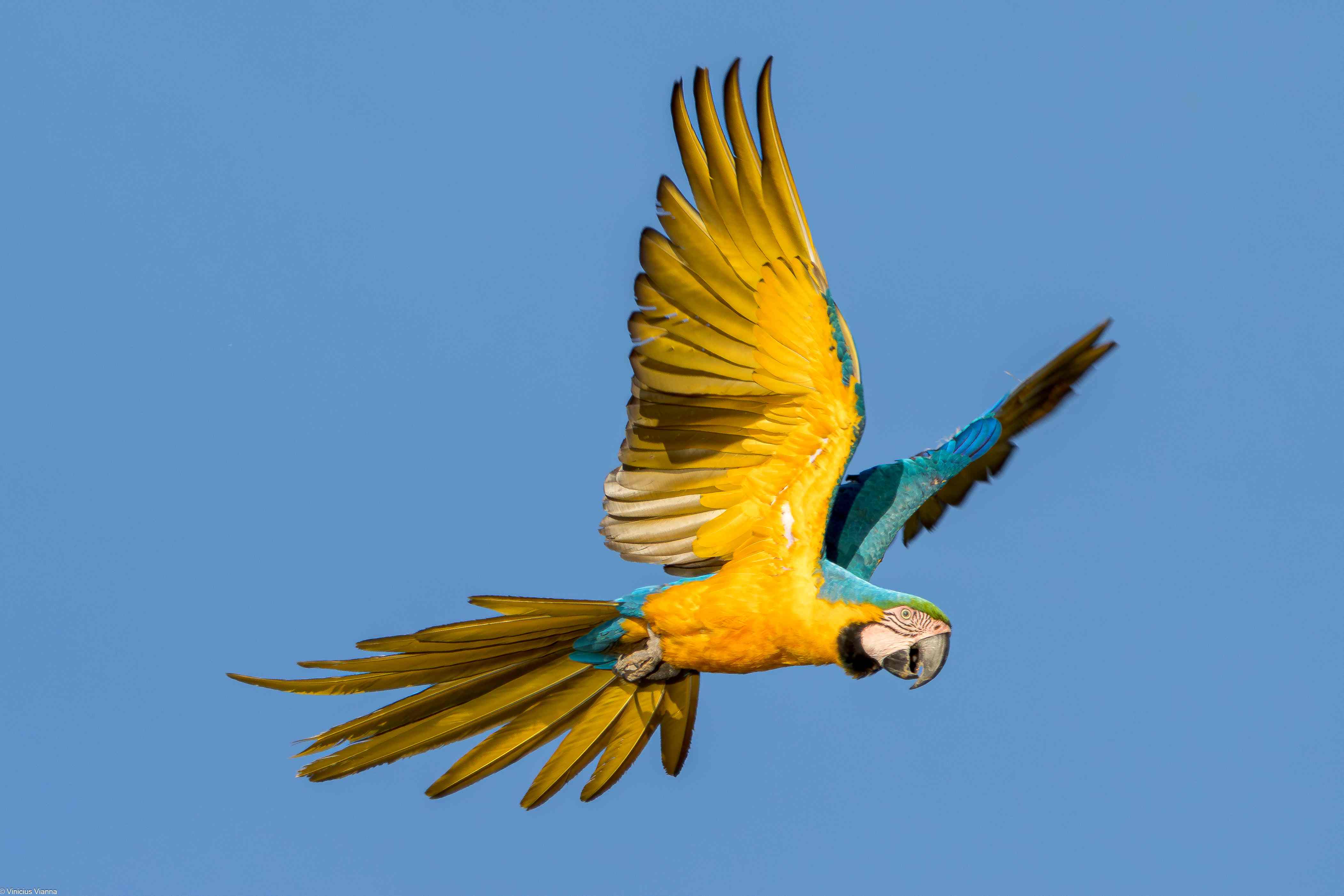 Trijuncao_Cerrado wildlife credit Vinicius Rozendo Vianna (14)_11zon