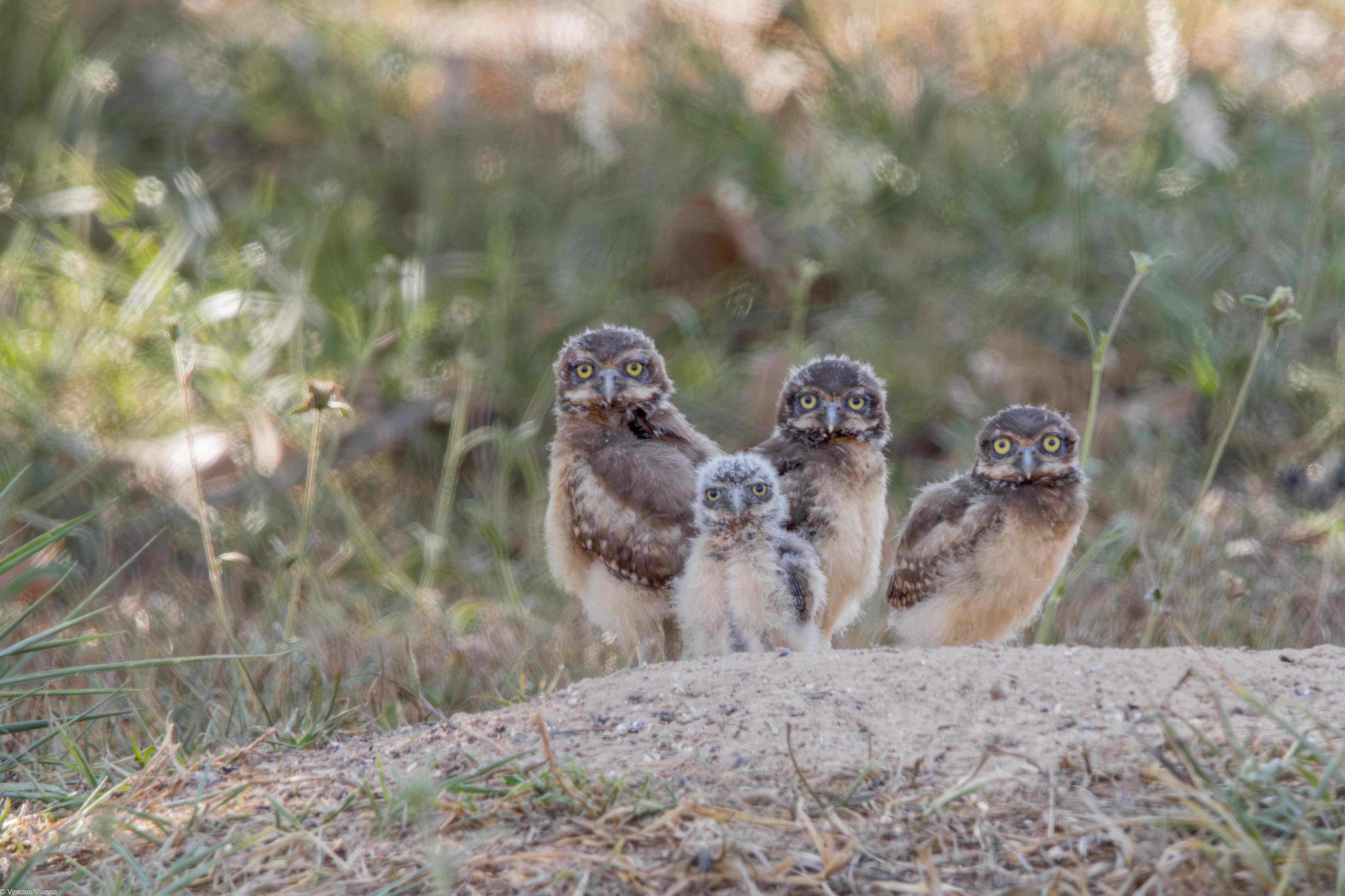 Trijuncao_Cerrado wildlife credit Vinicius Rozendo Vianna (7)_11zon