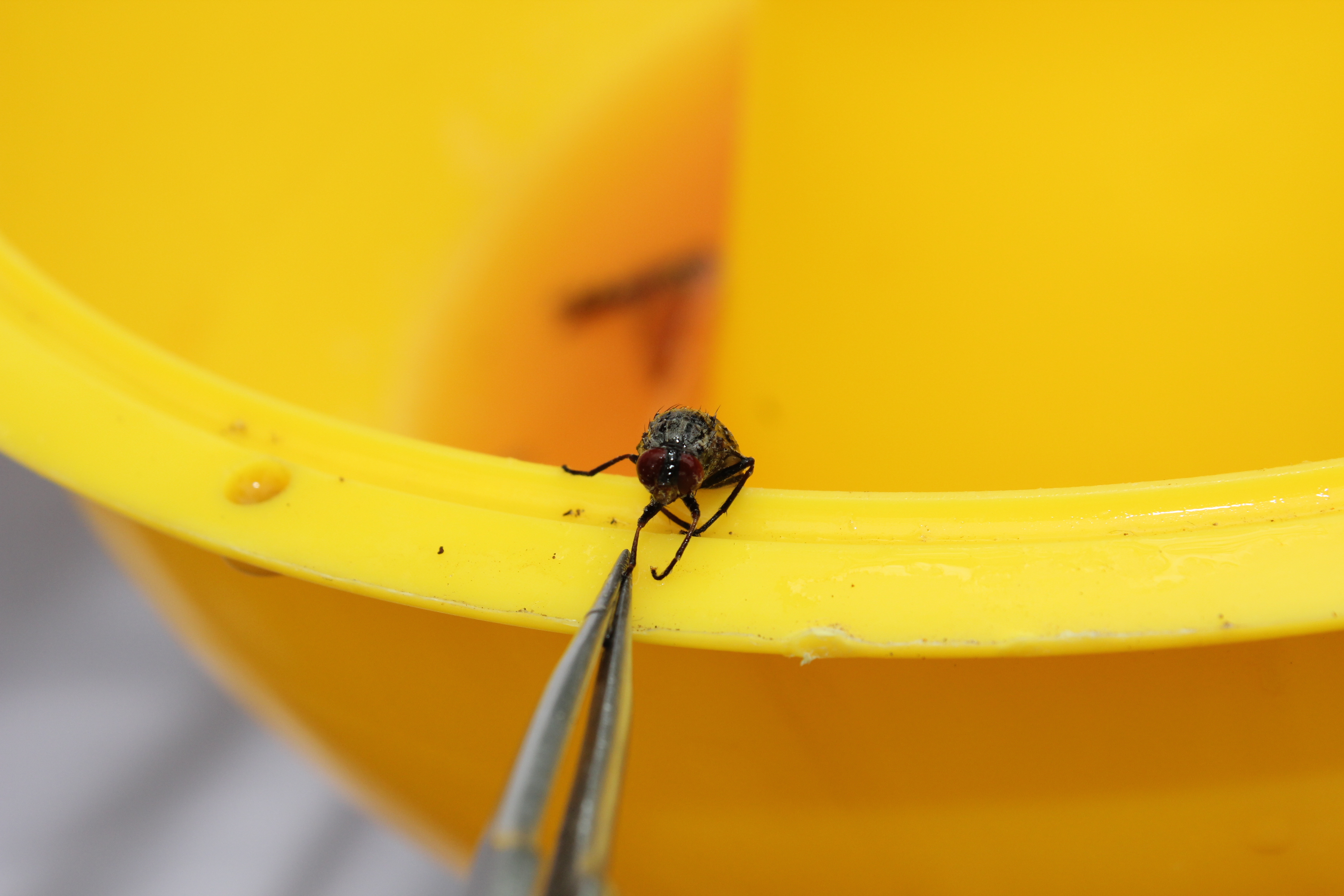 Parasitic flies are just one of the invasive species in the Galapagos.