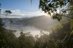 Bellavista Cloud Forest Reserve