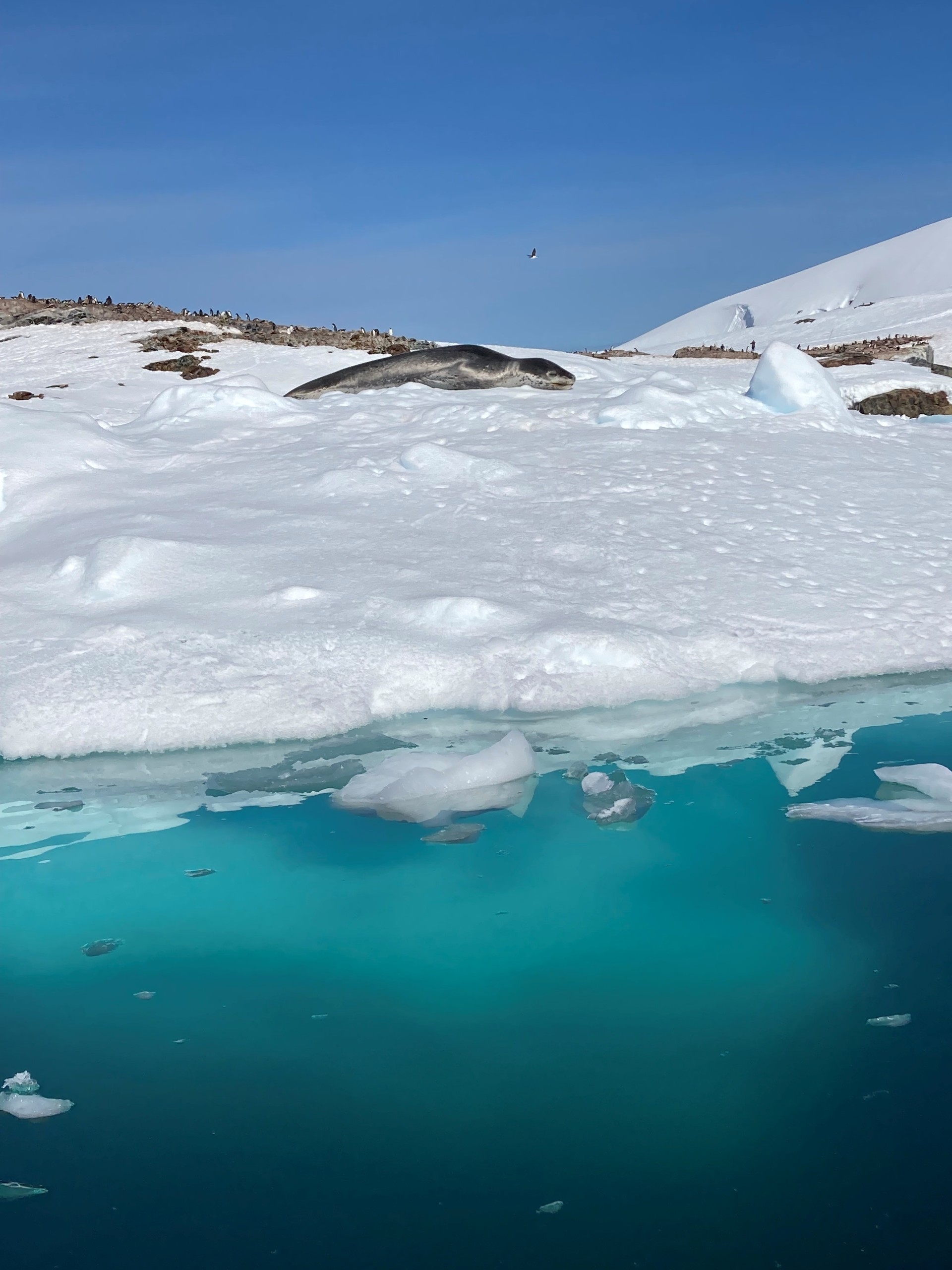 ANT_staffimage_CRD (4)