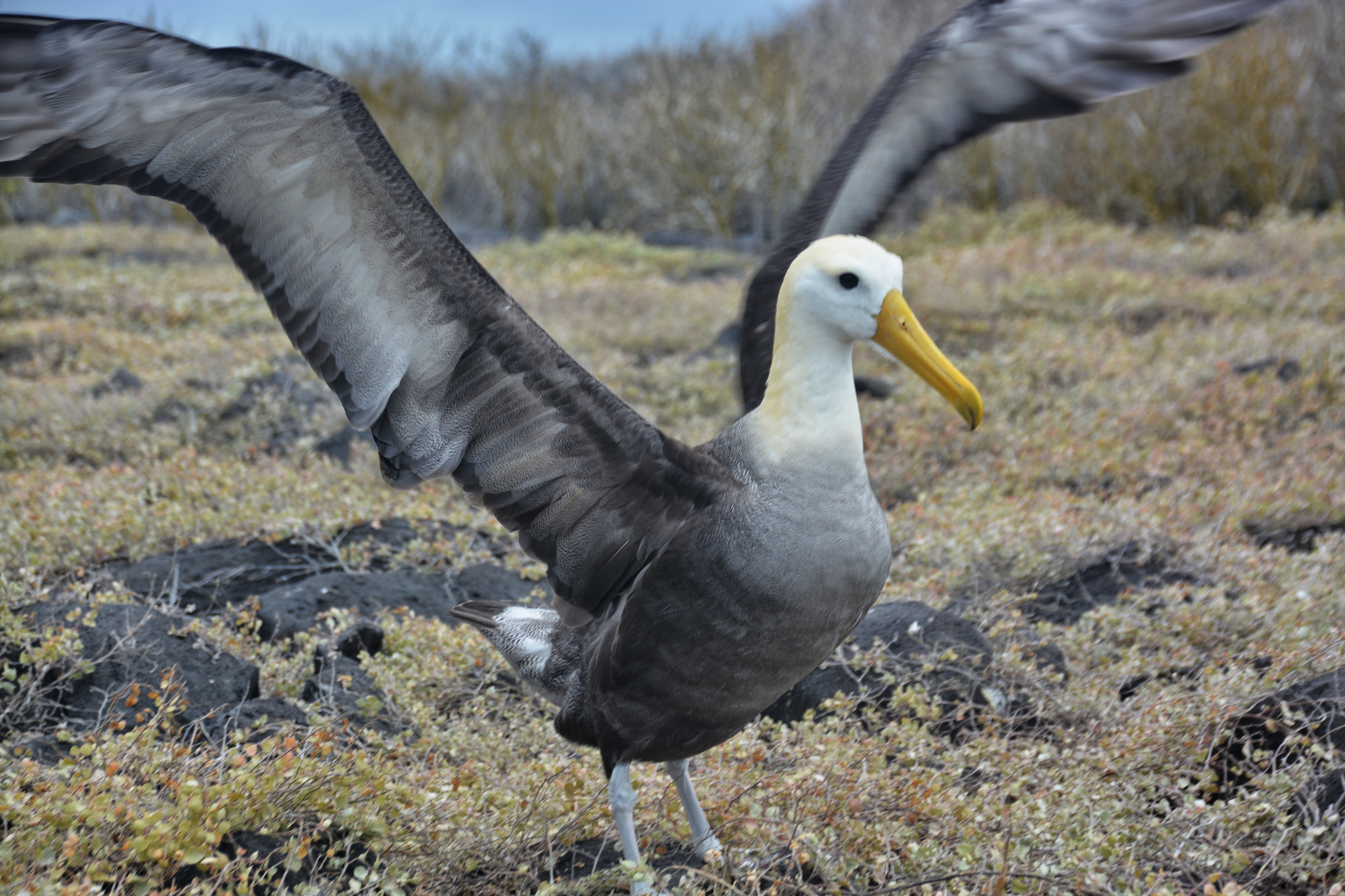 An albatross in the Galapagos