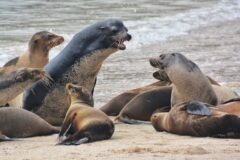 Sea lions in the Galapagos