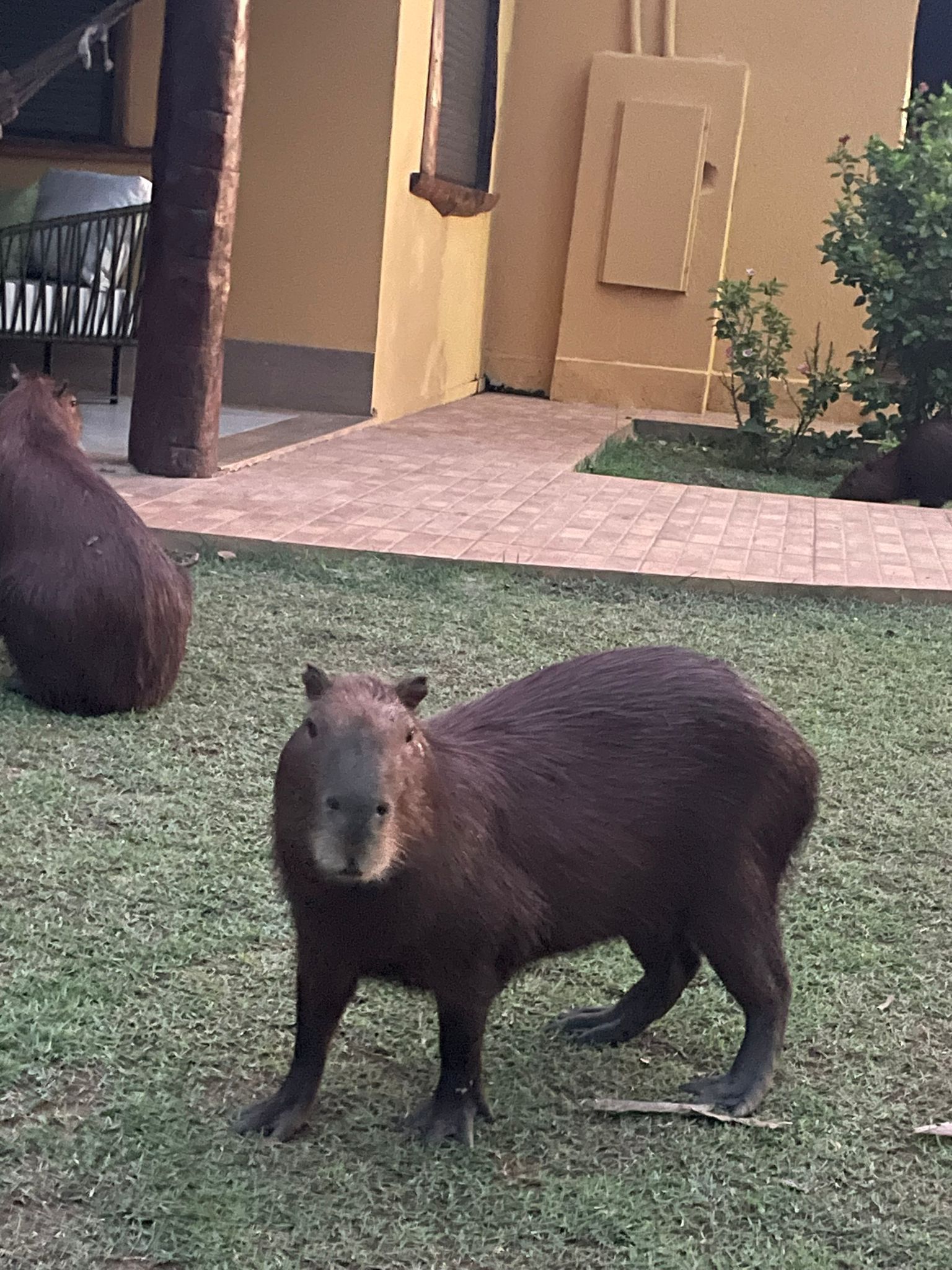 Capybaras in Brazil's Pantanal (taken by travel expert Hannah Waterhouse)