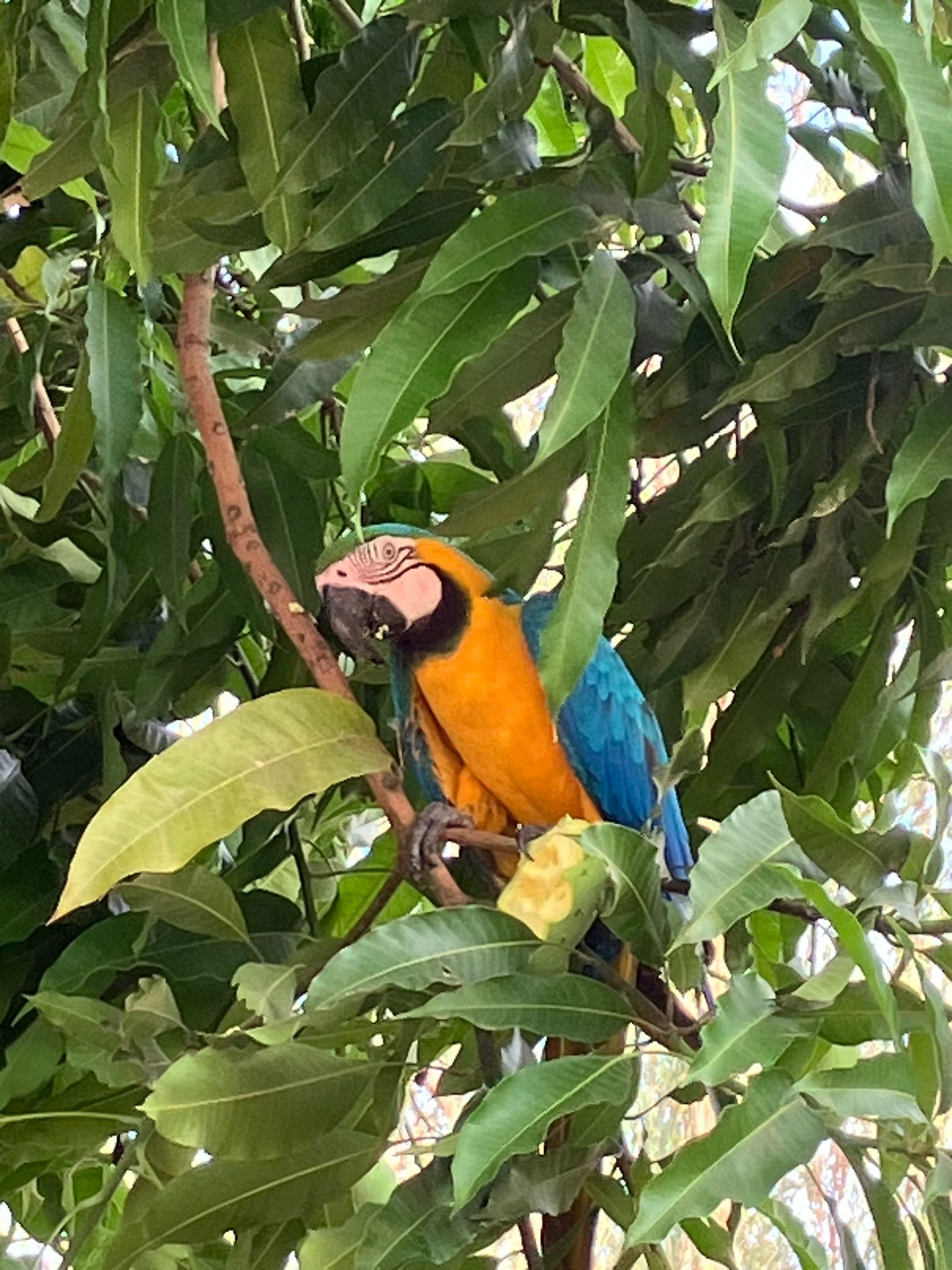 Macaw in Brazil's Pantanal (taken by travel expert Hannah Waterhouse)