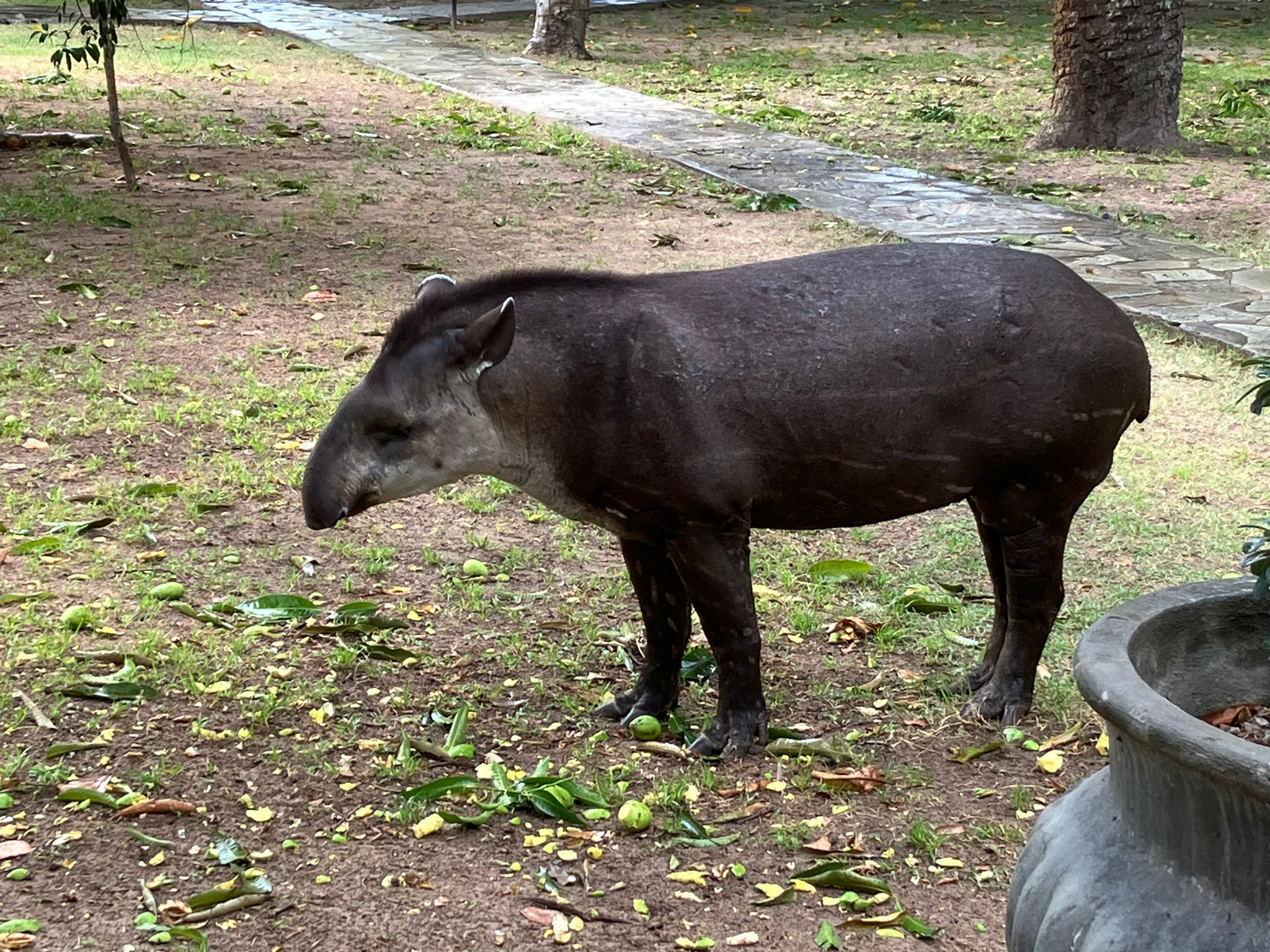 Brazil_Pantanal_Tapir