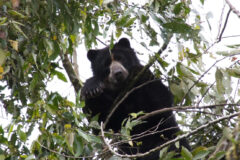 Ecuador – Mashpi – Maquipucuna – Spectacled Bears
