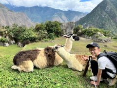 Llamas on a Machu Picchu family holiday