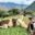 Llamas on a Machu Picchu family holiday