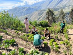 Peru – Caraz – Santa Cruz lodge – Vegetable patch