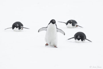 Antarctica – Oceanwide – Penguins 2 – Sara Jenner