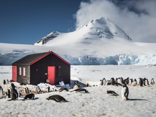 Antarctica – Oceanwide – penguins – Dietmar Denger