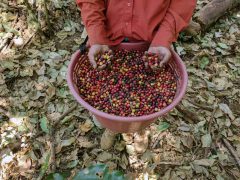 COS_SanJose_FincaRosaBlanca (6)_5_11zon